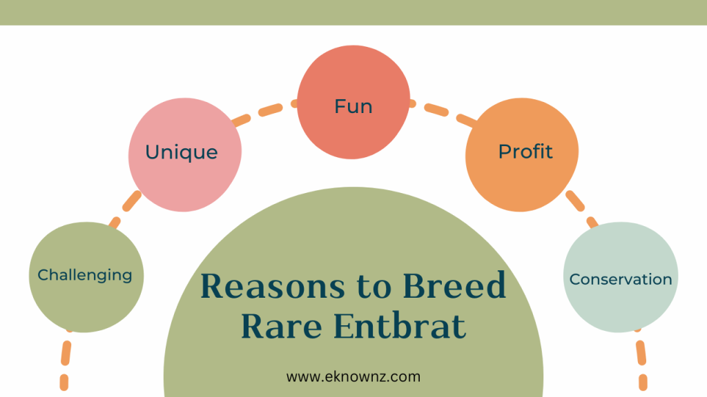 Reasons to Breed Rare Entbrat