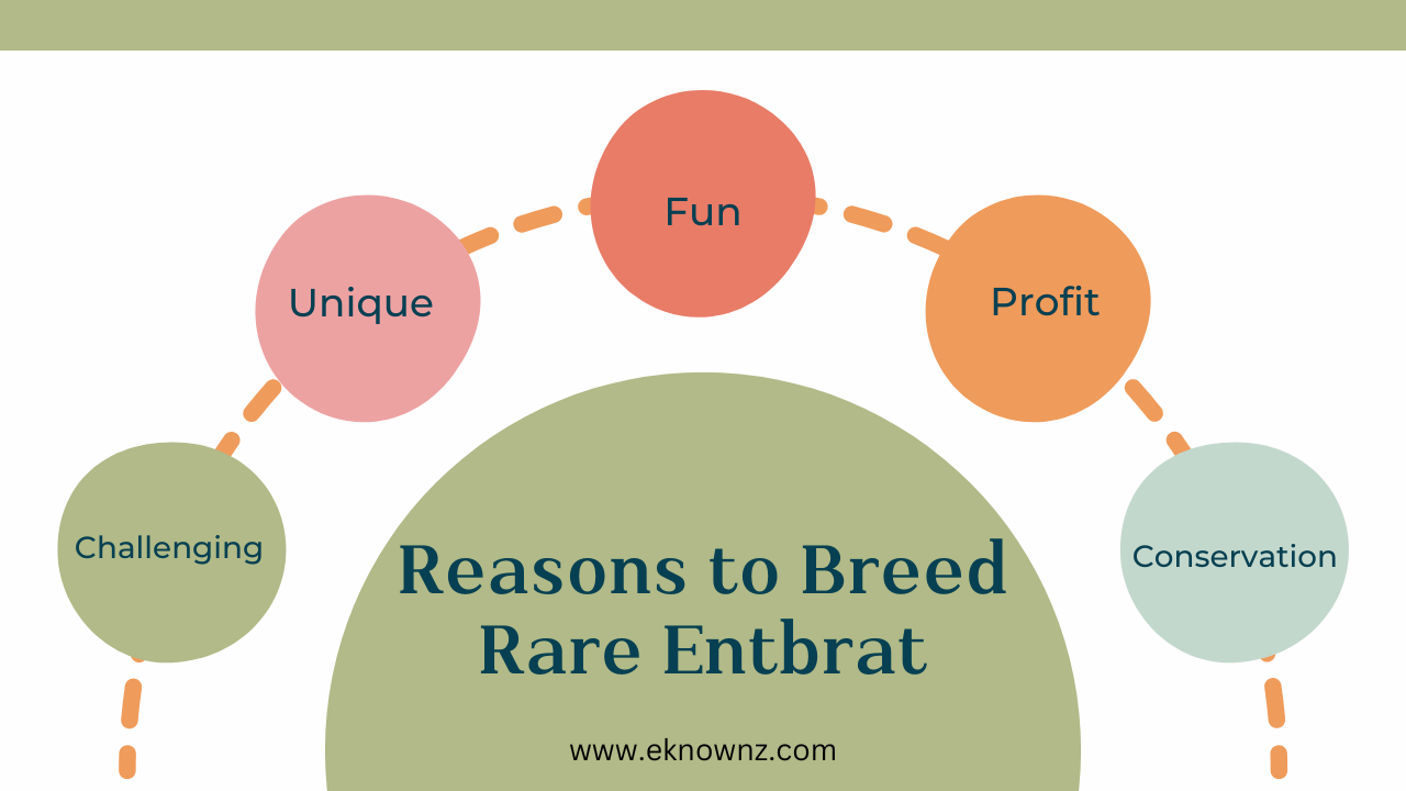 How To Breed Rare Entbrat   Reasons To Breed Rare Entbrat 