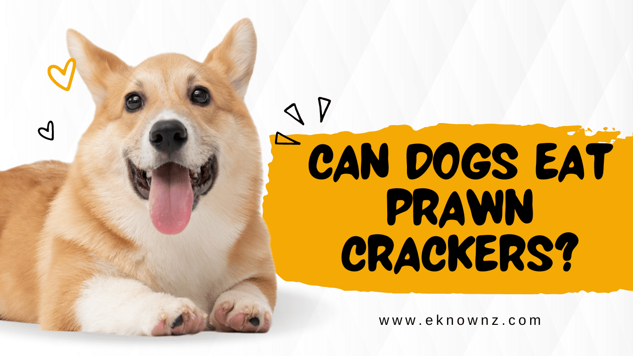 Can Dogs Eat Prawn Crackers