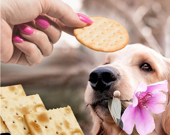 Including Prawn Crackers in Your Dog's Diet